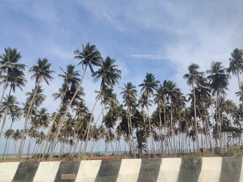 Free stock photo of calm, coconut tree, nature