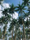 Green Palm Trees Under Blue Sky