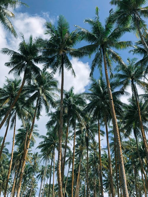 Free A serene view of tall coconut trees reaching towards a bright blue sky, evoking relaxation and tropical vibes. Stock Photo