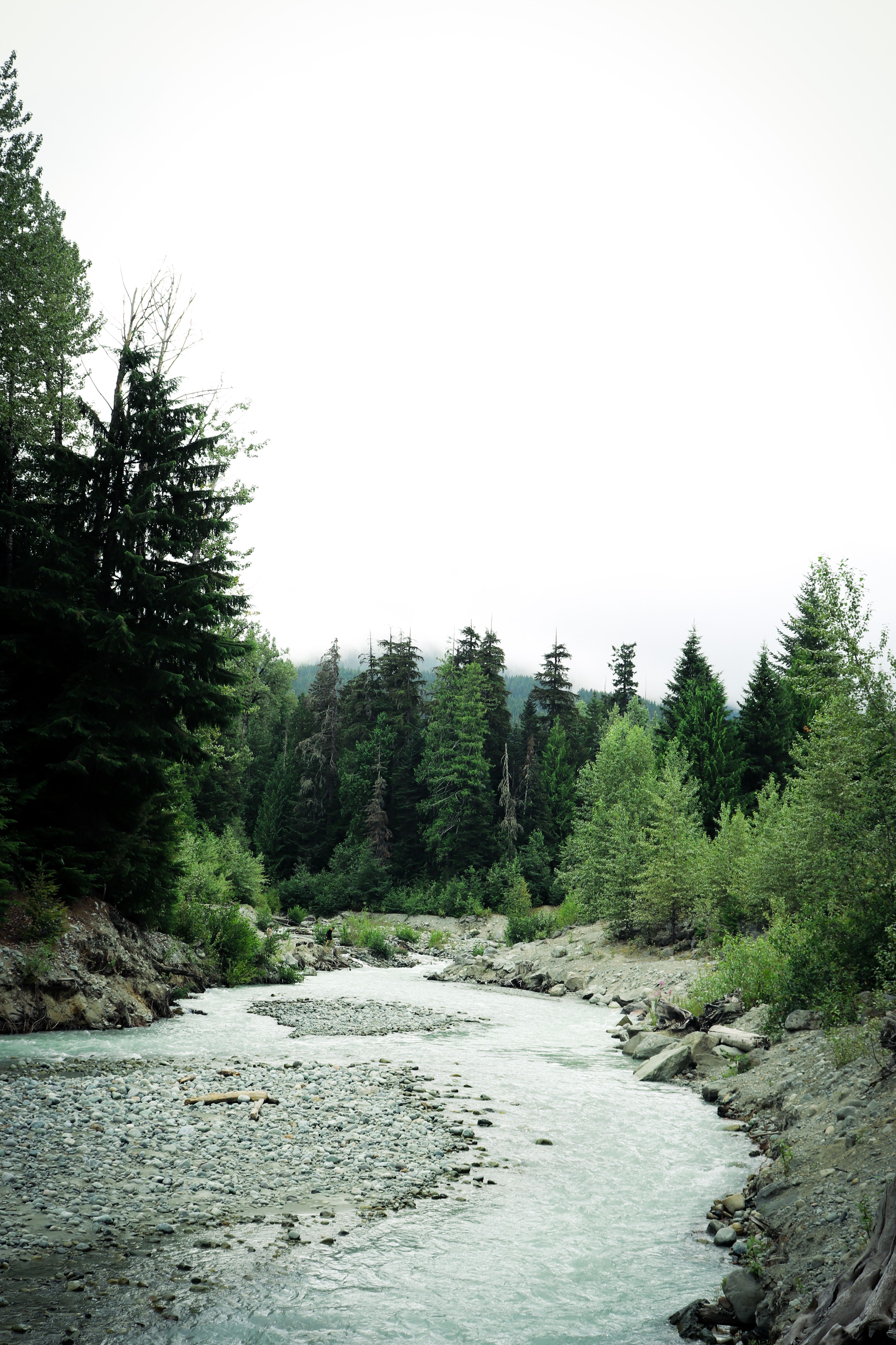 A Green Trees Near the River · Free Stock Photo