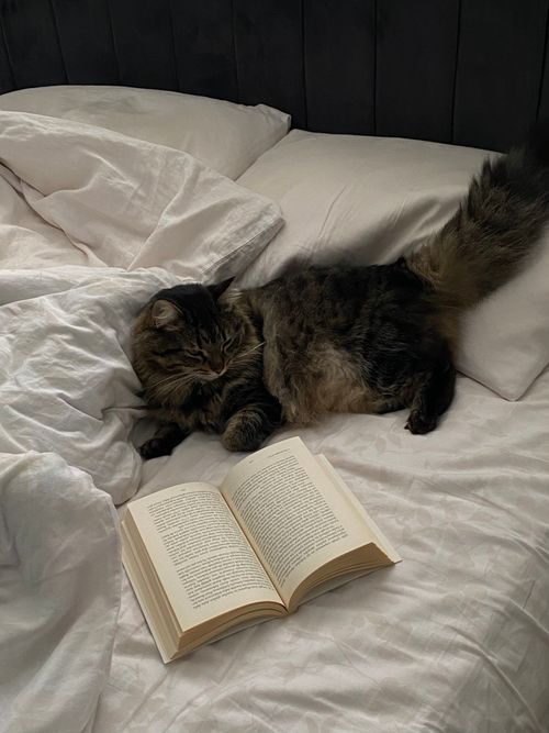 Free A fluffy cat lies comfortably on a bed with an open book, creating a cozy scene. Stock Photo