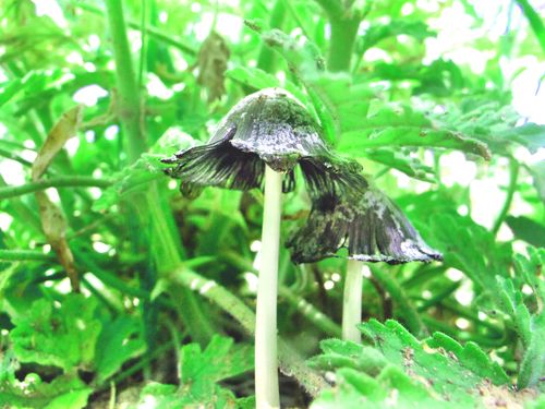 Free stock photo of fungus Stock Photo