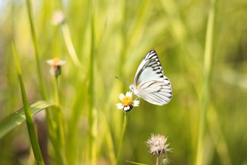 Papillon Blanc Et Noir Sur Les Arbustes