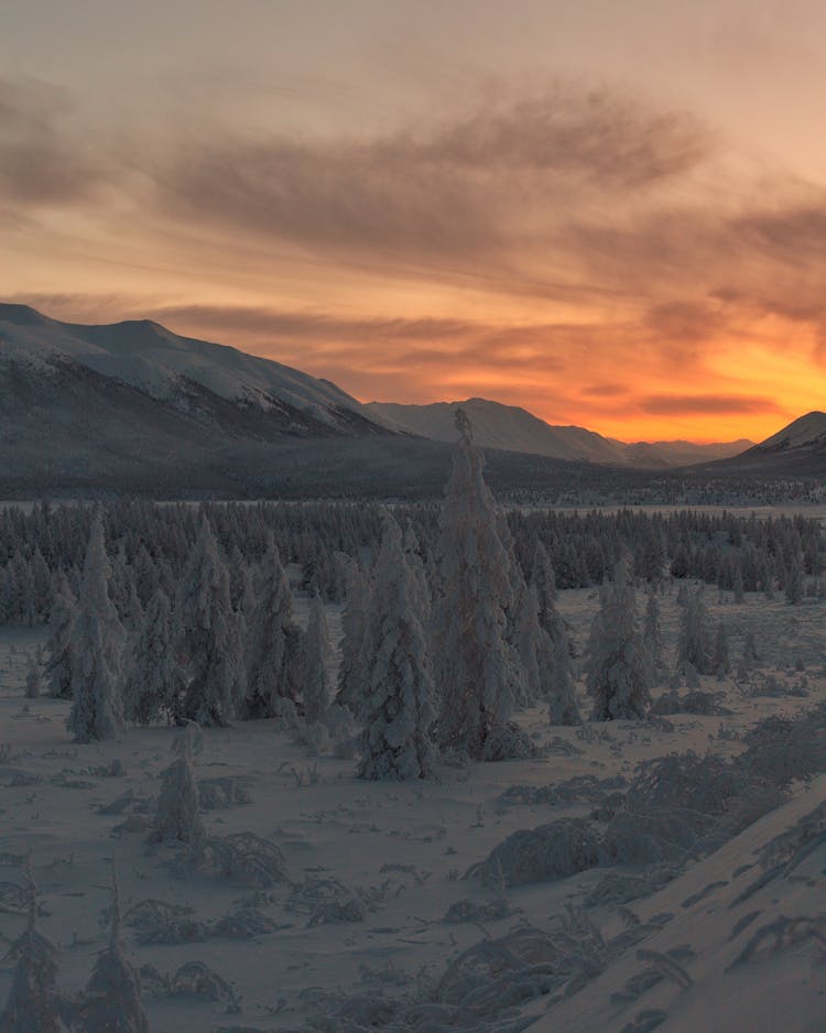 Snow Covered Trees And Mountains