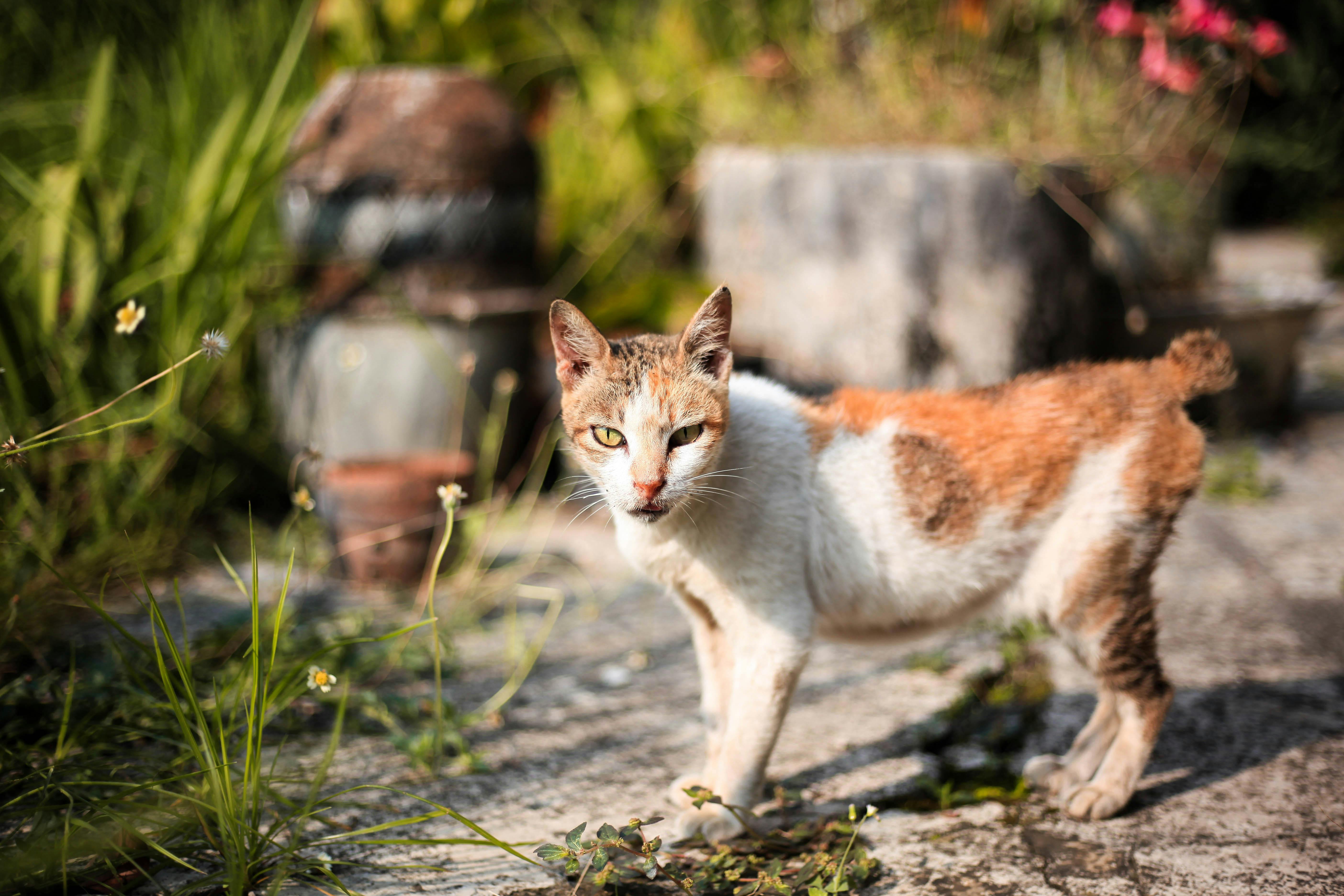 一只印花猫在阳光明媚的花园里探索，周围环绕着郁郁葱葱的绿色植物和鲜花