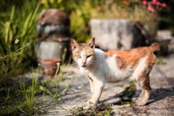 一只印花猫在阳光明媚的花园里探索，周围环绕着郁郁葱葱的绿色植物和鲜花