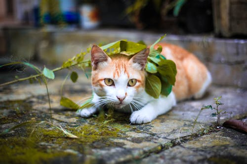 Orange and White Tabby Cat Lying on Mossy Gray Pavement Under Green Leaves Selective Focus Photo