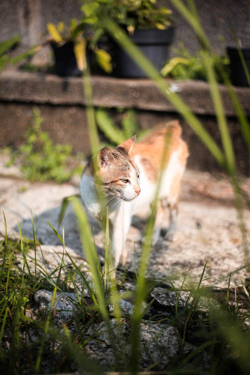 고양이, 귀여운, 돌의 무료 스톡 사진