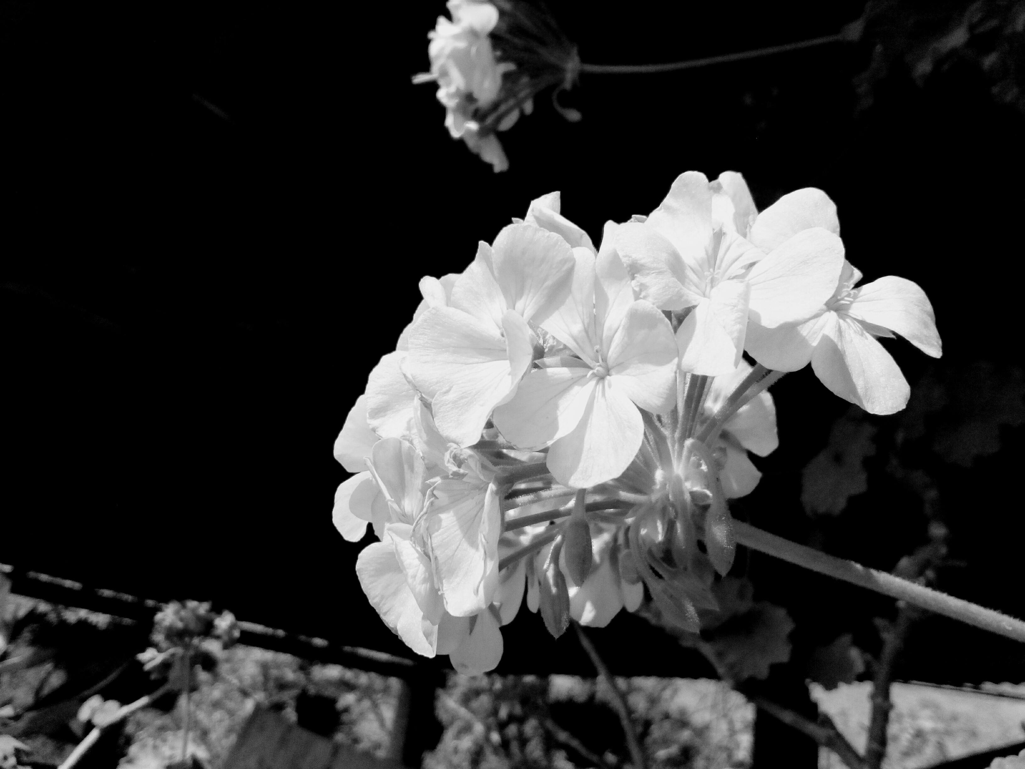 Free stock photo of Black and white flower