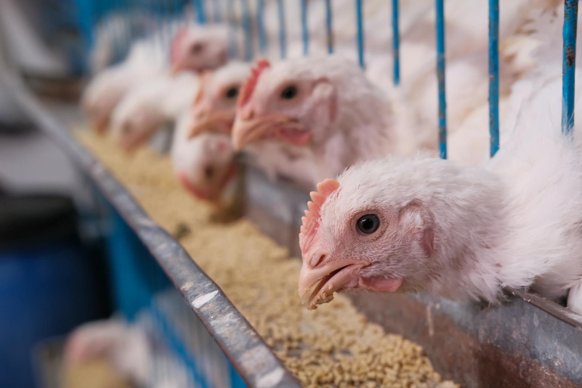 Group of Live Chickens Eating Food in a Cage