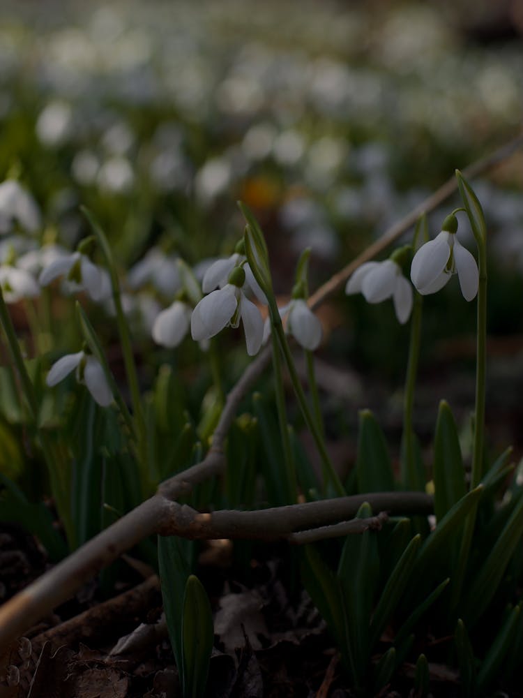 Flowers And Stick