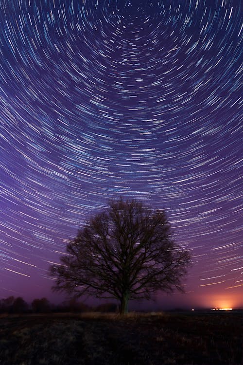 Fotos de stock gratuitas de árbol, astronomía, cámara rápida