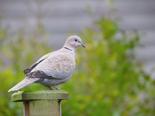 Free stock photo of bird, birds, dove