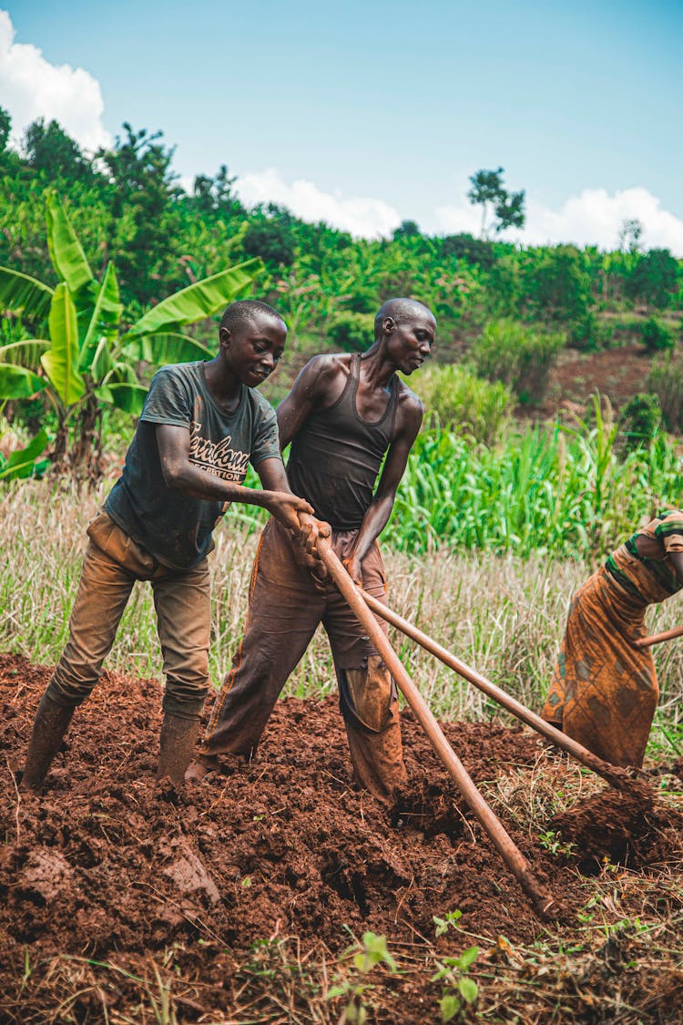 Workers Digging In Field