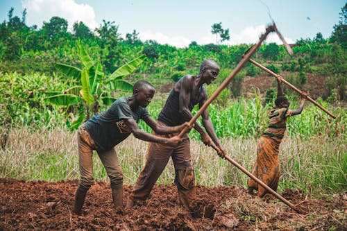 Farmers Flowing the Soil in the Farm Field