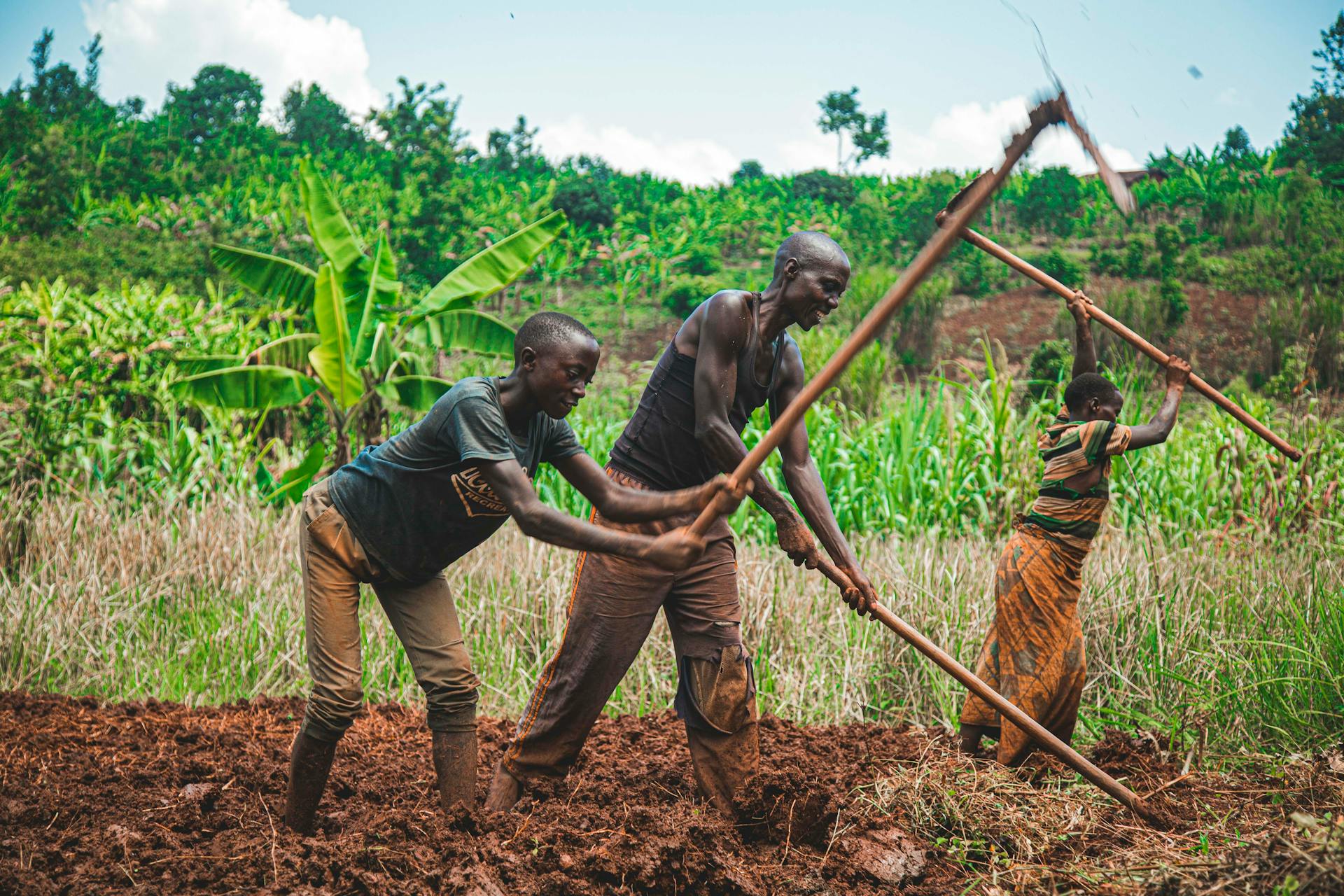 Group of African farmers working together in a lush rural field using manual tools.