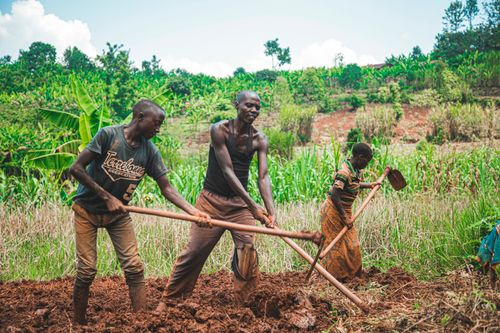 Free Three farmers manually plowing fields in a vibrant rural setting, showcasing teamwork and agriculture. Stock Photo