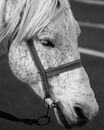 Grayscale Photo of Horse Head