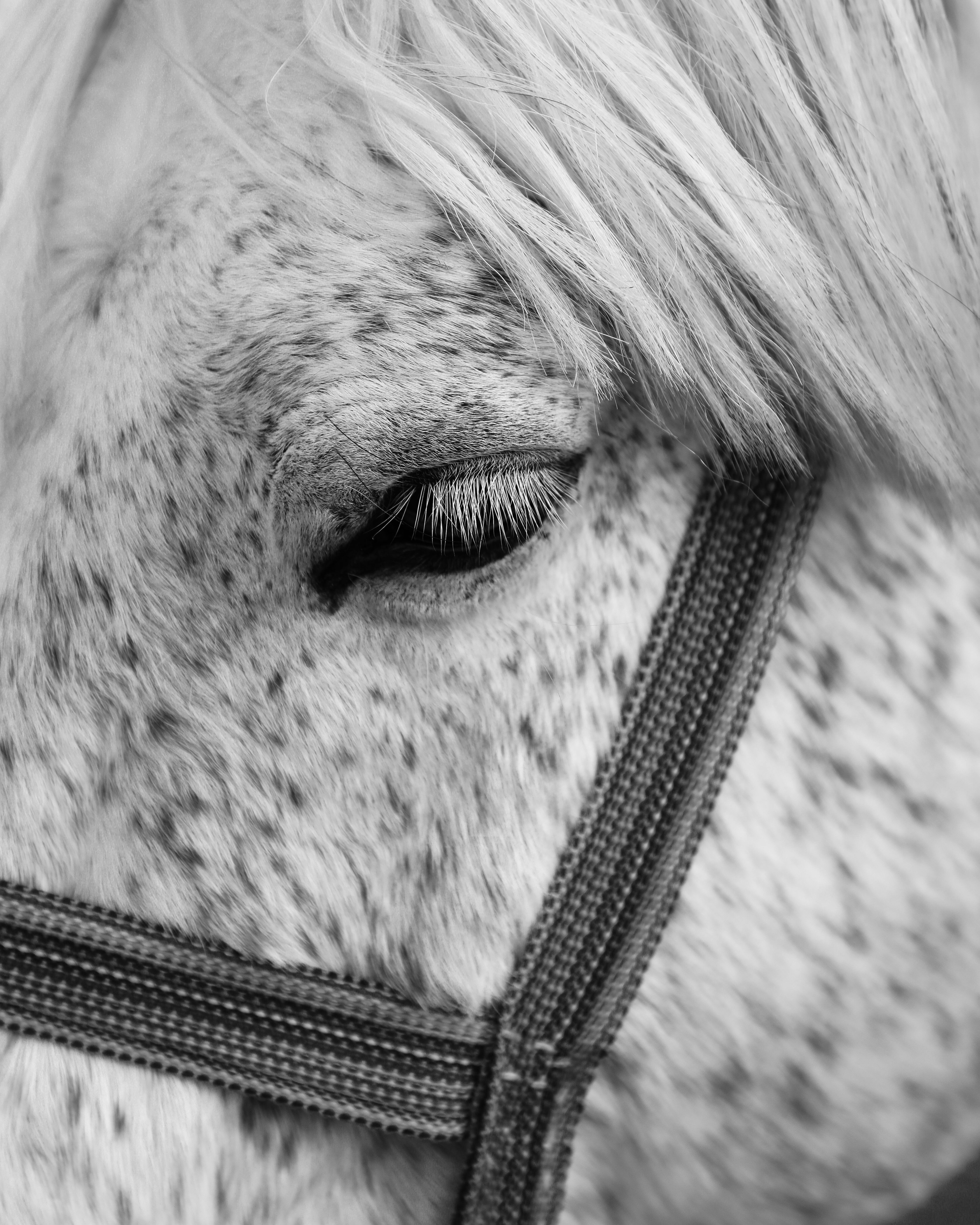 A detailed black and white photograph of a horse's eye and bridle, showcasing texture and emotion.
