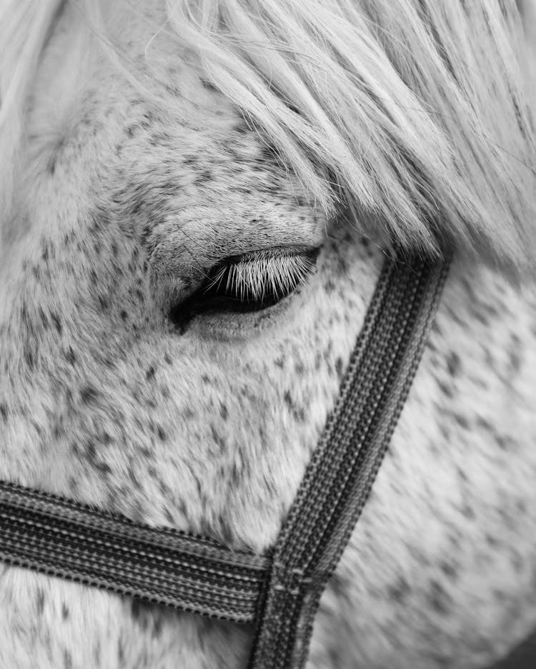 White Horse With Bridle