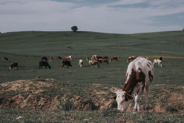 Cows Grazing On Hilly Grassland