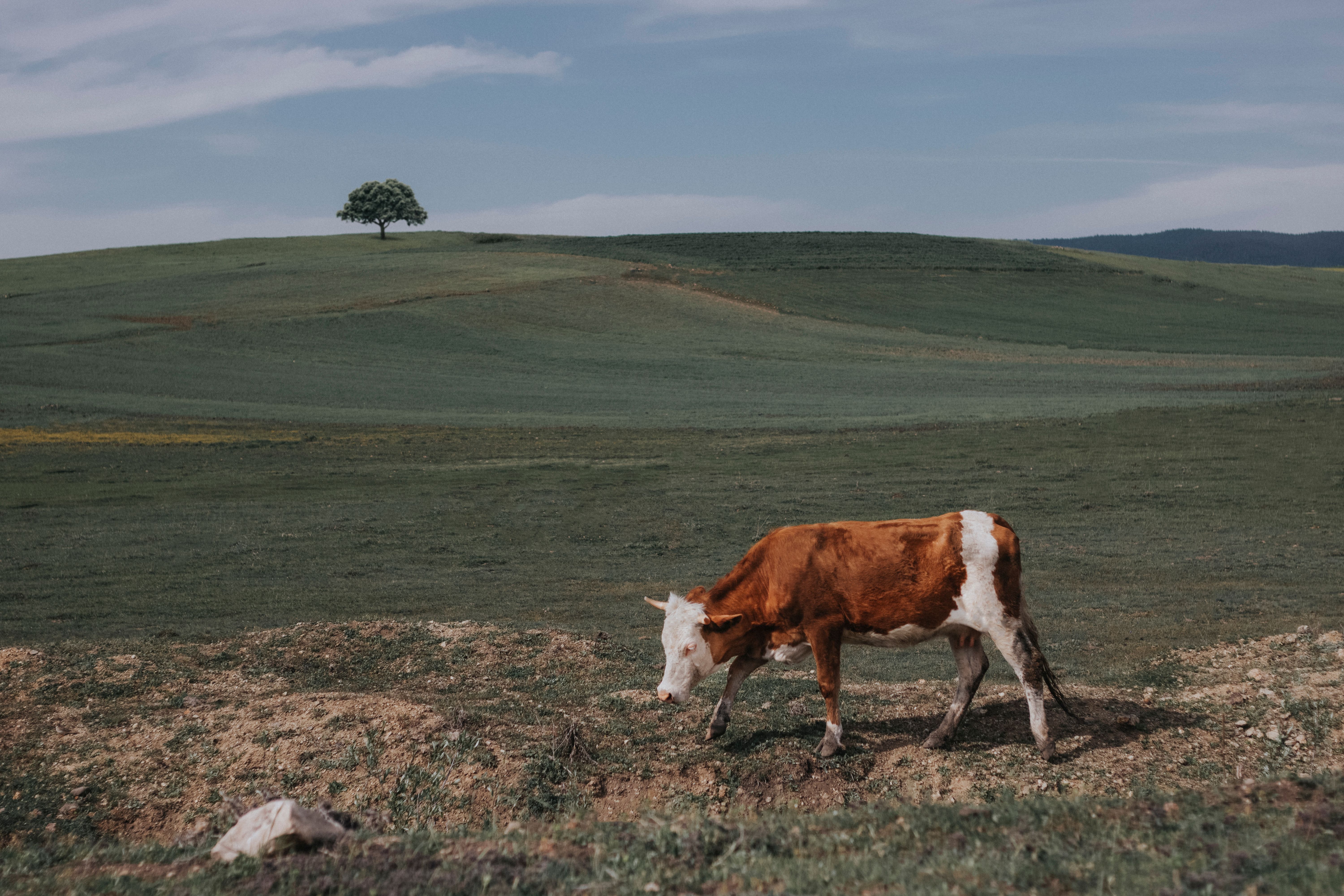 Brown and White Cow on Green Grass Field · Free Stock Photo