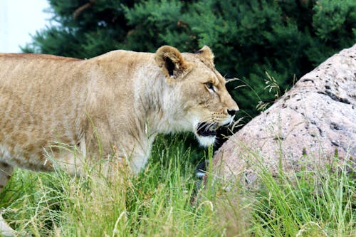 Free stock photo of animal, lioness, wild animal Stock Photo
