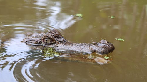 An Alligator in the Water