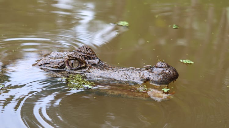 An Alligator In The Water