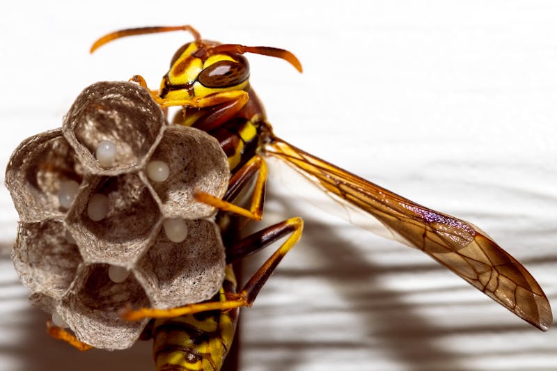 Wasp nest removal