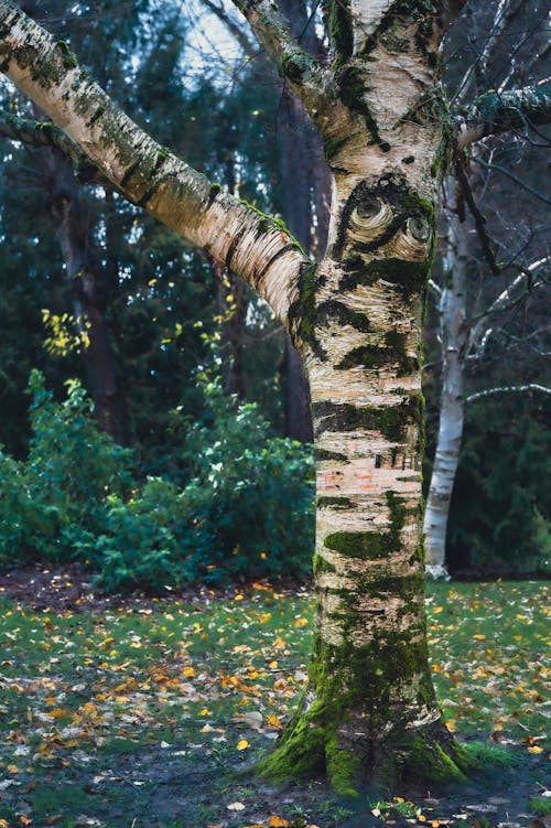 açık hava, ağaç gövdesi, ağaç kabuğu içeren Ücretsiz stok fotoğraf