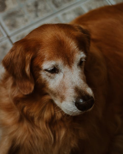 Foto profissional grátis de acasalar, animal, animal de estimação