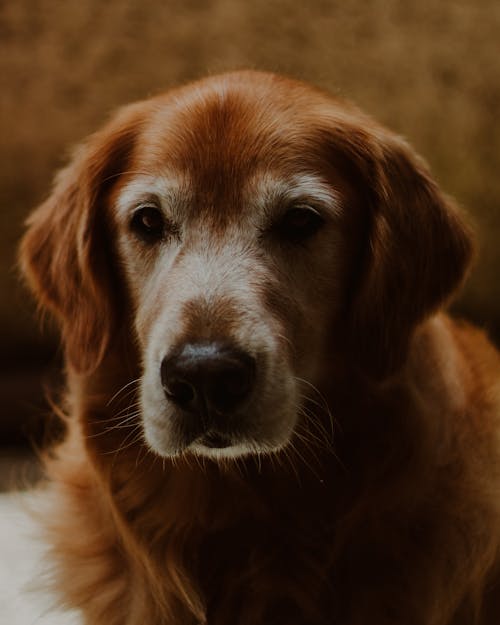 Fotobanka s bezplatnými fotkami na tému domáce zvieratá, hlava, pes