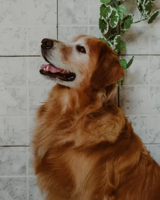 golden retriever senior age