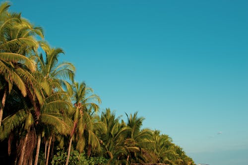 Darmowe zdjęcie z galerii z błękitne niebo, drzewa, liść palmy