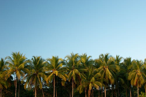 Foto d'estoc gratuïta de abundància, alt, arbres