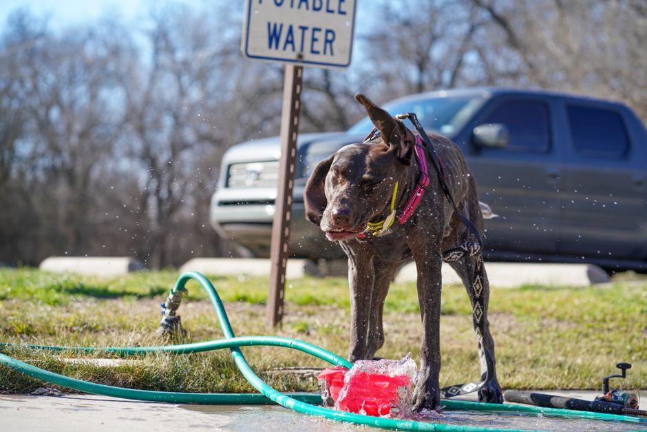 A playful German Shorthaired Pointer dog splashes in water next to a potable sign and hose.