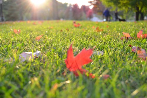 Feuille D'érable Brune Sur L'herbe Verte Dans La Photographie De Mise Au Point