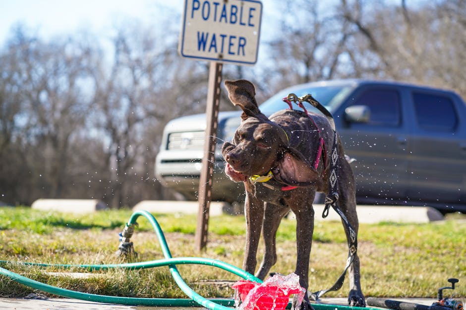 A Dog Outdoors