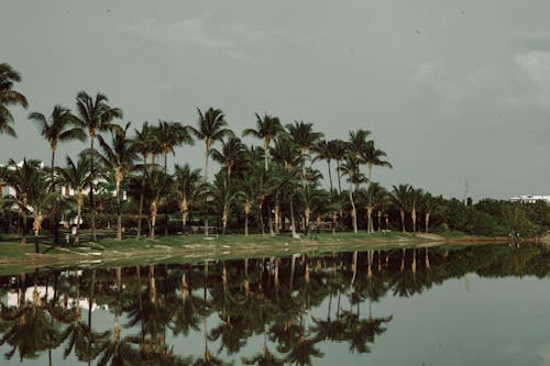 Foto profissional grátis de coqueiros, de frente para o mar, horizonte