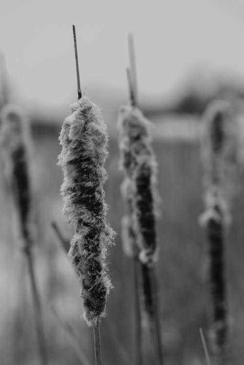 Black and White Close-up of Cattails 