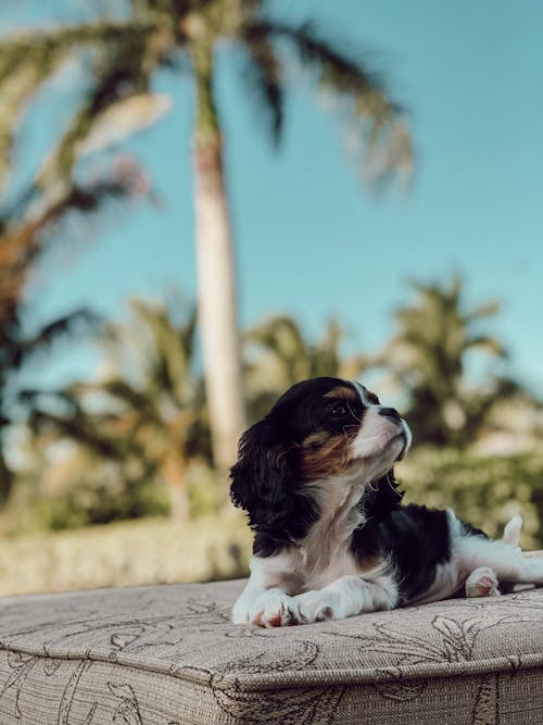 Foto stok gratis anjing, binatang, hewan peliharaan