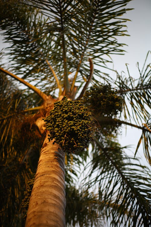 Low Angle View of a Palm Tree