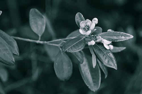 Fotografía En Primer Plano De Flor