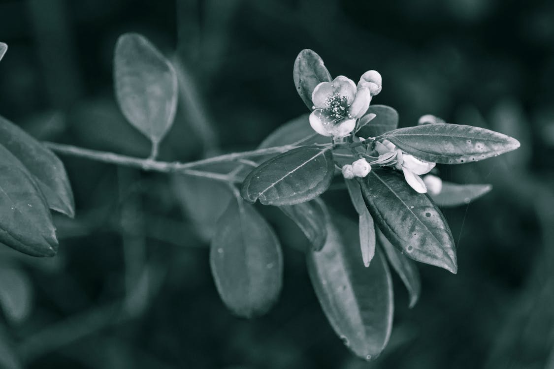 Close-up Photography of Flower