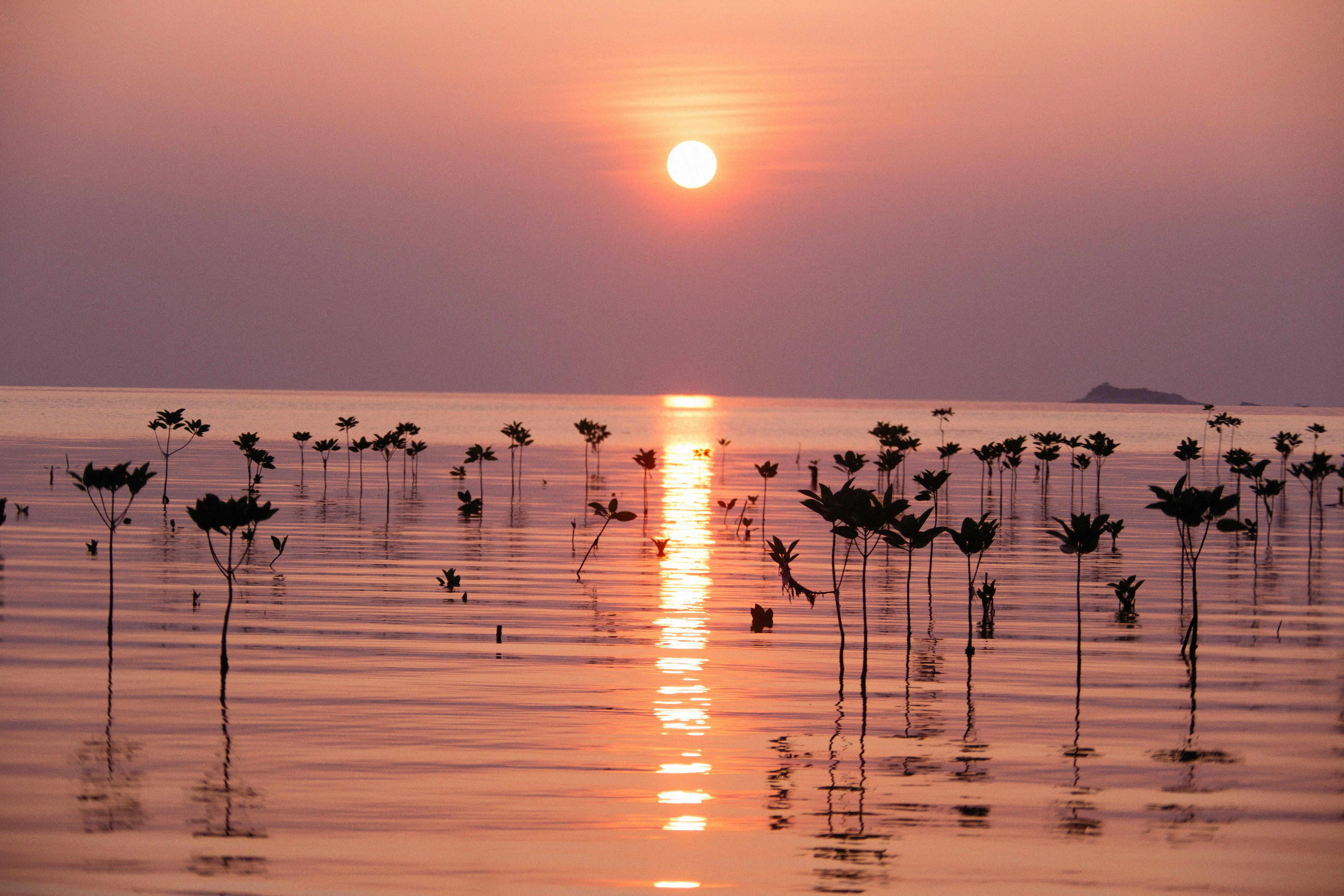有关剪影 反射 地平線 太陽 工厂 日落 水 湖 黃昏的免费素材图片