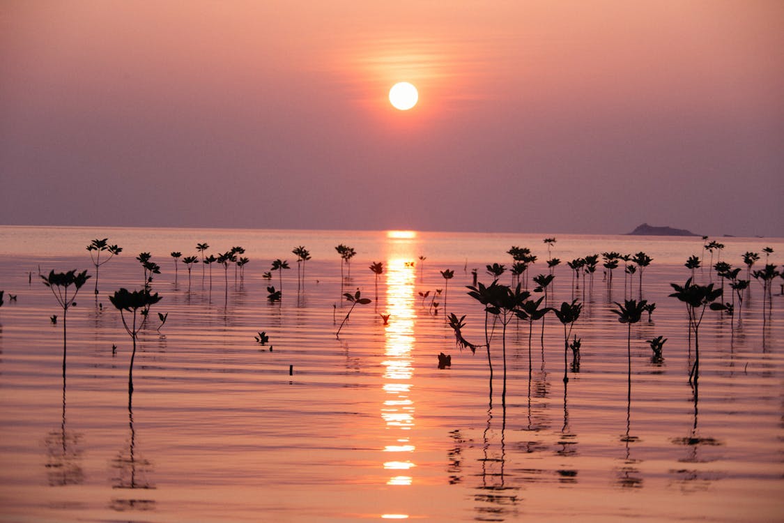 有关剪影 反射 地平線 太陽 工厂 日落 水 湖 黃昏的免费素材图片 有关剪影 反射 地平線 太陽 工厂 日落 水 湖 黃昏的免费素材图片