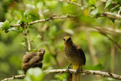Free Close-up of two stripe-throated bulbuls on a branch surrounded by lush greenery. Stock Photo