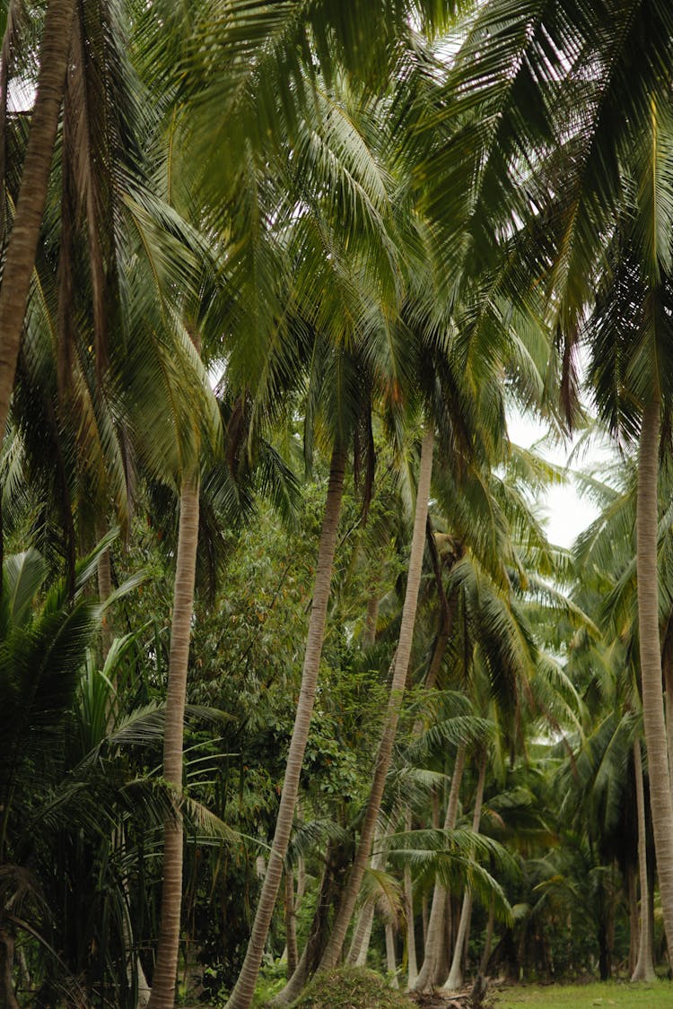 Green Palm Grove In Tropics