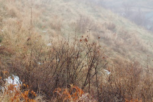 Imagine de stoc gratuită din câmp, ceață, deal